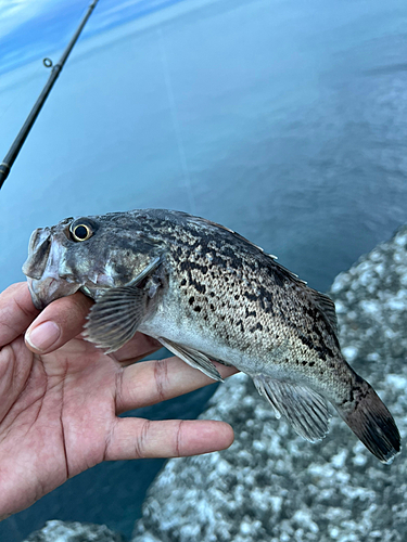 ソイの釣果