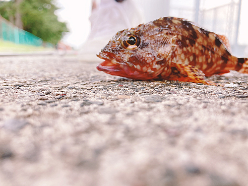 カサゴの釣果