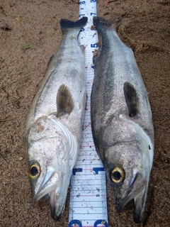 シーバスの釣果