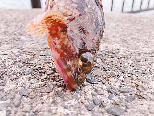 カサゴの釣果