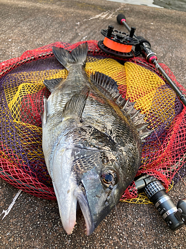 クロダイの釣果