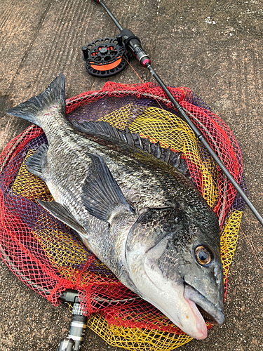 クロダイの釣果