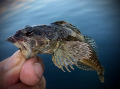 アナハゼの釣果