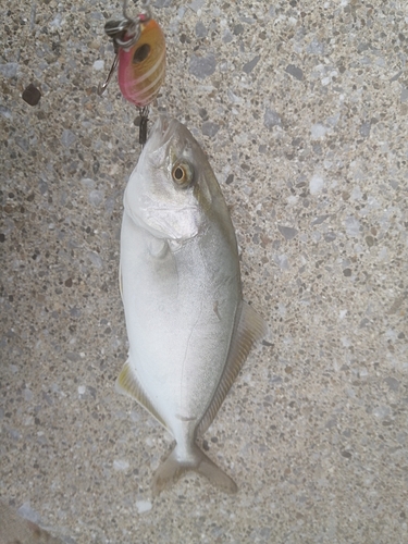 ショゴの釣果