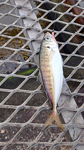 マアジの釣果