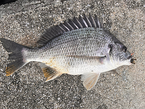 キビレの釣果