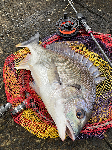 キビレの釣果