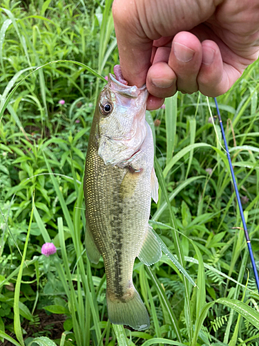 ラージマウスバスの釣果