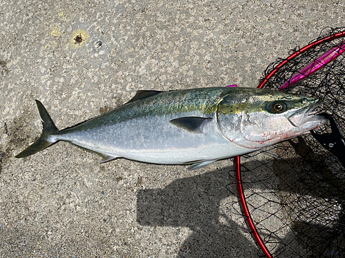 イナダの釣果