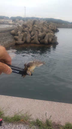 ハゼの釣果