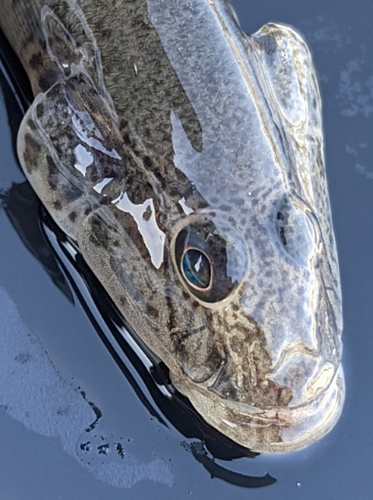 マハゼの釣果