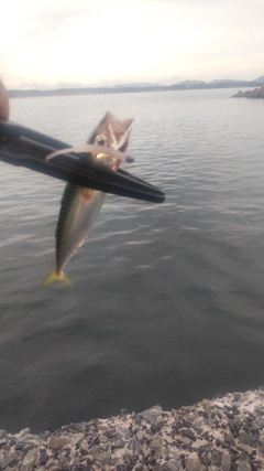 サバの釣果