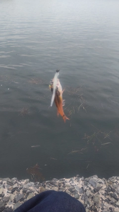 ネンブツダイの釣果