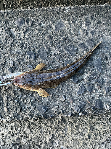 マゴチの釣果