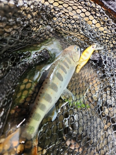 アマゴの釣果