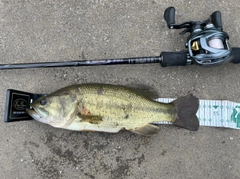 ブラックバスの釣果