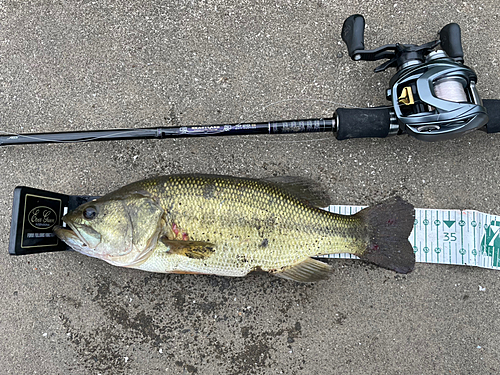 ブラックバスの釣果