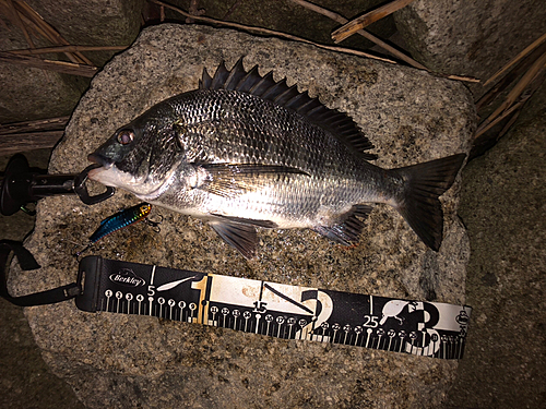 クロダイの釣果