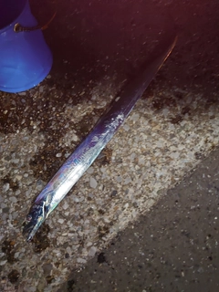タチウオの釣果