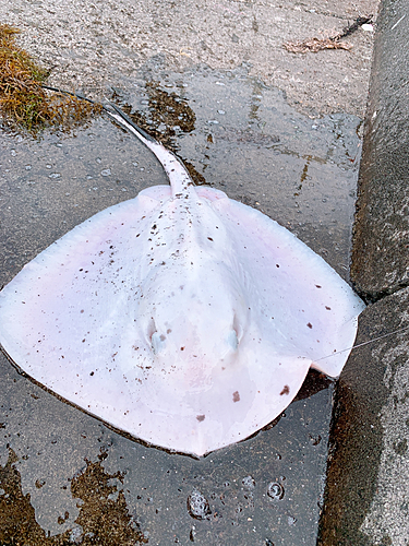 エイの釣果