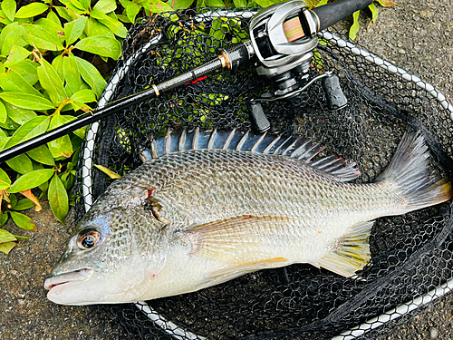 キビレの釣果