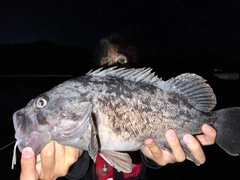 クロソイの釣果