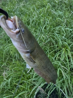 ナマズの釣果