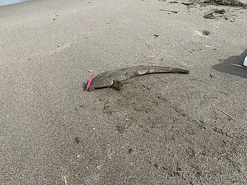 マゴチの釣果