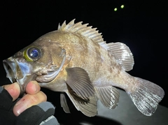 メバルの釣果