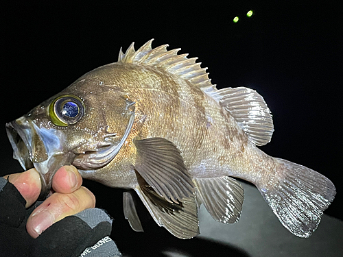 メバルの釣果