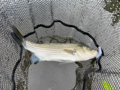 ストライパーの釣果