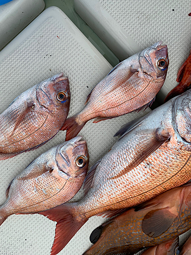 タイの釣果