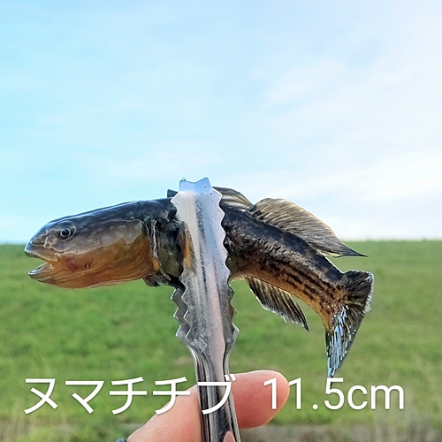 ヌマチチブの釣果