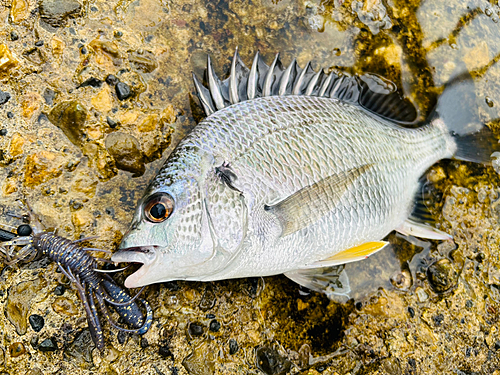 キビレの釣果