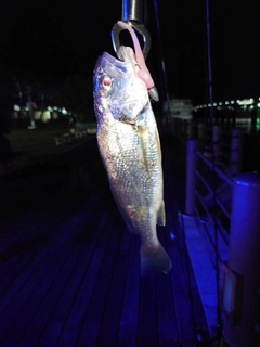 イシモチの釣果