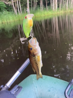 ラージマウスバスの釣果