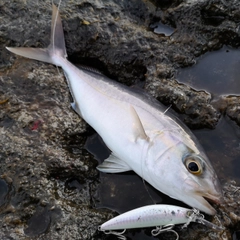 カンパチの釣果