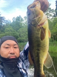 ラージマウスバスの釣果