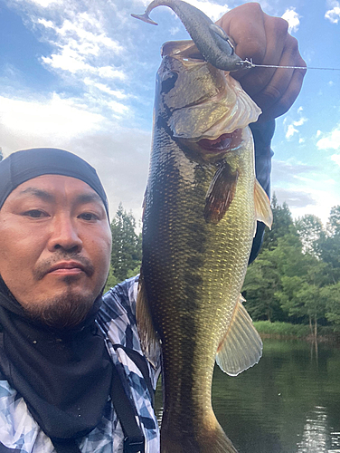 ラージマウスバスの釣果