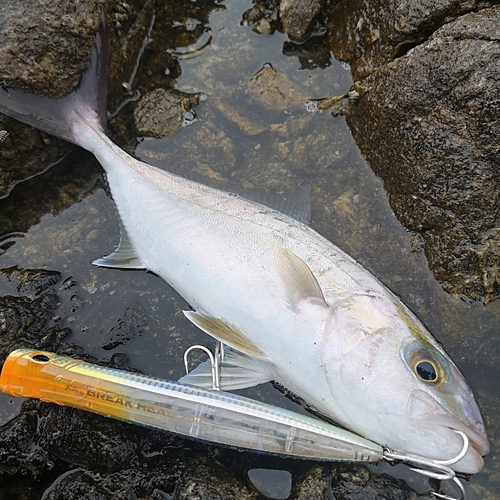 カンパチの釣果