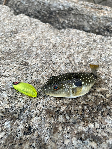 クサフグの釣果