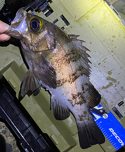 シロメバルの釣果