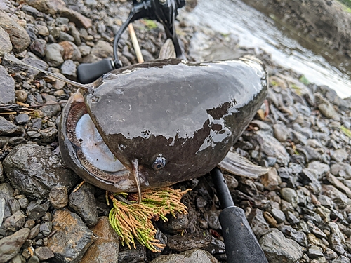 マナマズの釣果