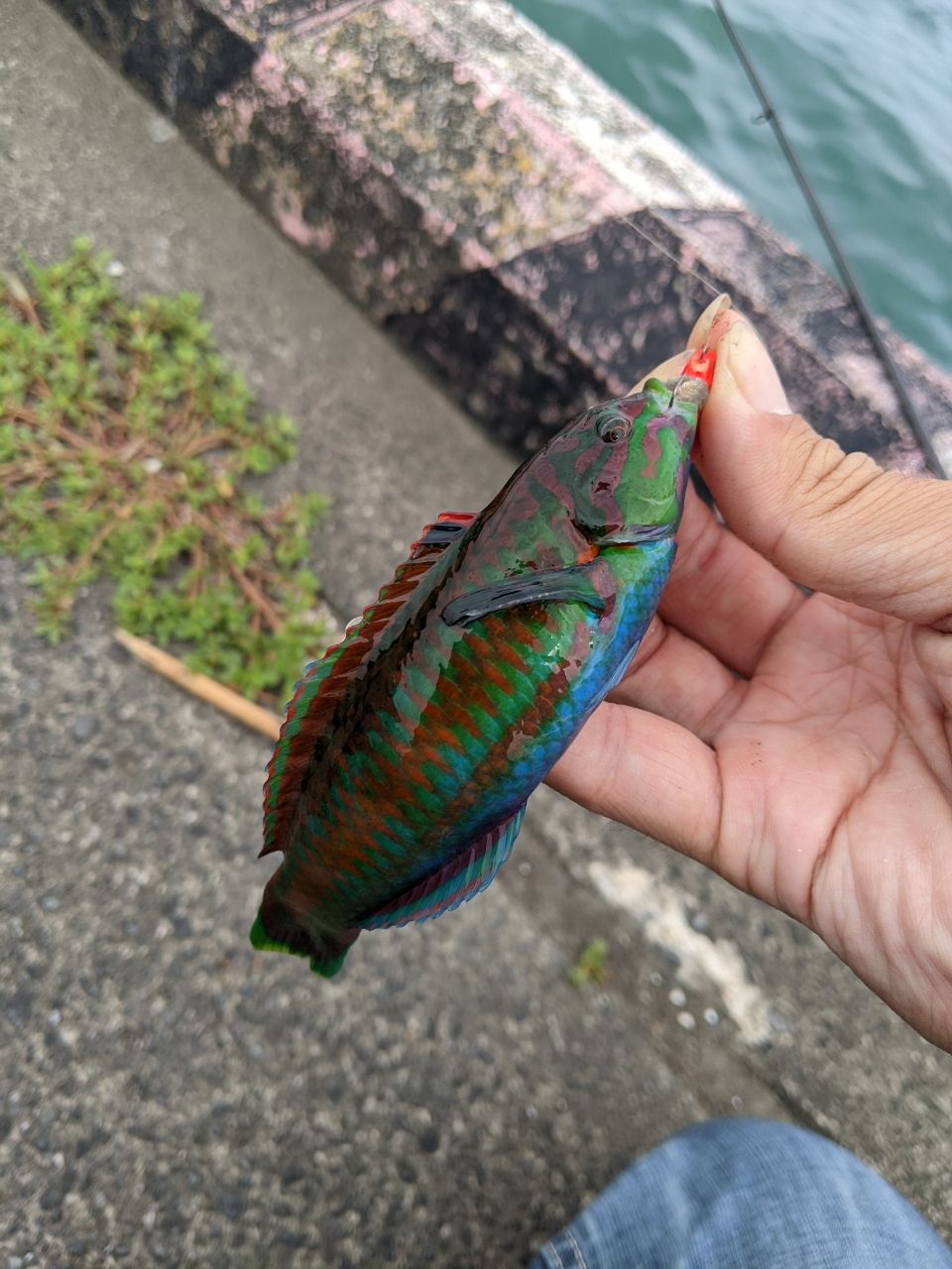 ベラ