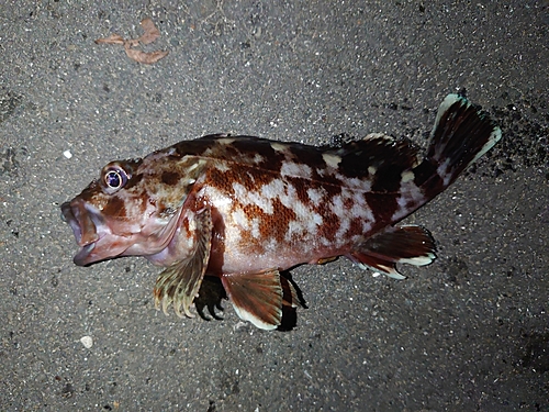 カサゴの釣果