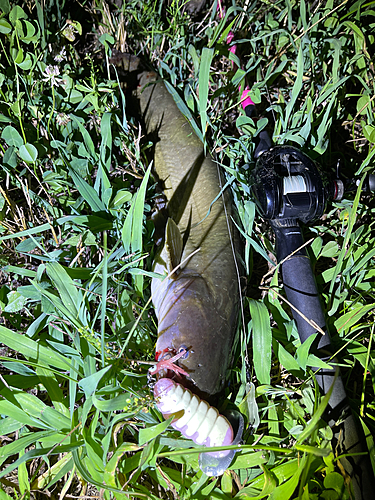 ナマズの釣果