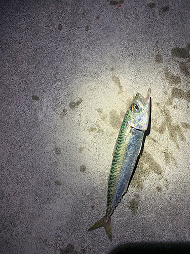 サバの釣果