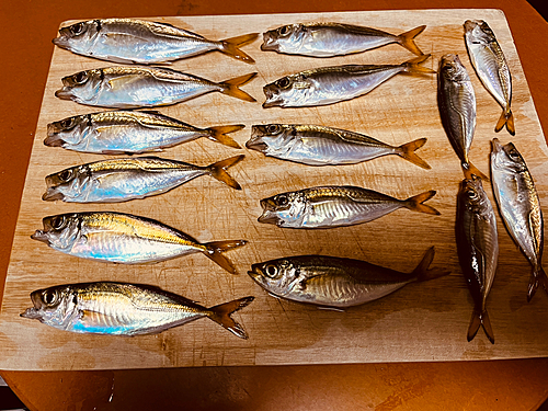 アジの釣果