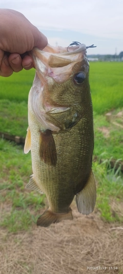 ブラックバスの釣果