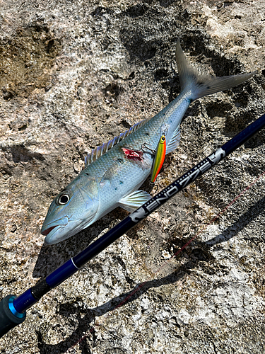 アオチビキの釣果